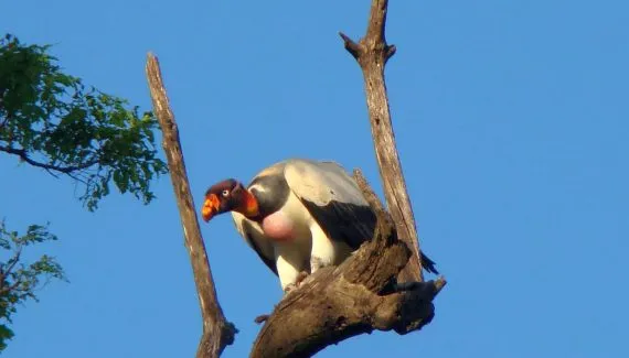 O que fazer se um urubu fizer ninho na sua casa?