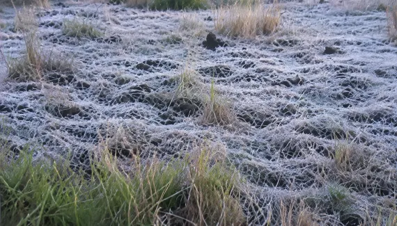 Paraná amanhece com geada e 0,8 ºC a menos de uma semana da primavera