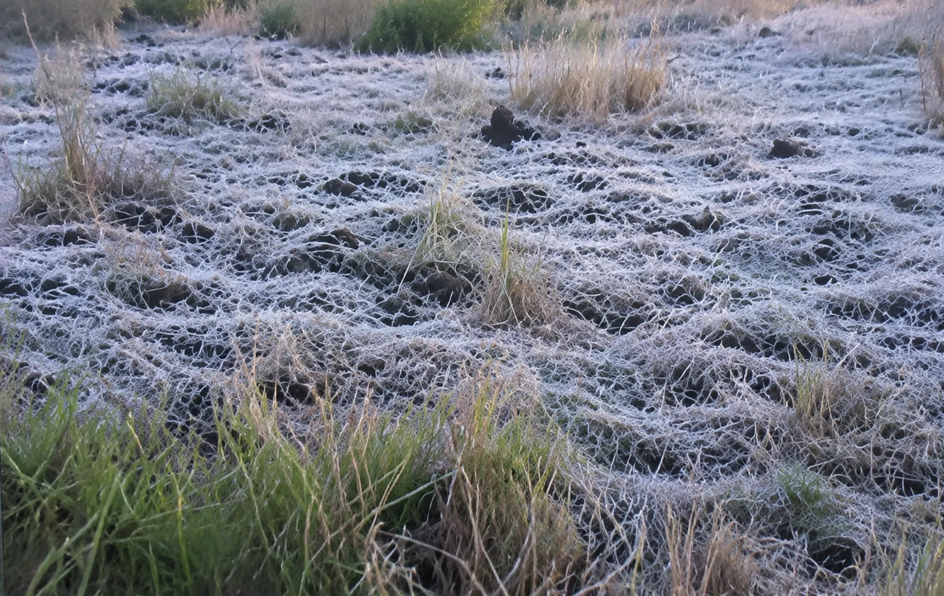 Paraná amanhece com geada e 0,8 ºC a menos de uma semana da primavera