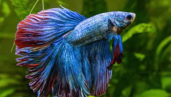 Da escolha do aquário à alimentação: 7 dicas para cuidar de peixe betta