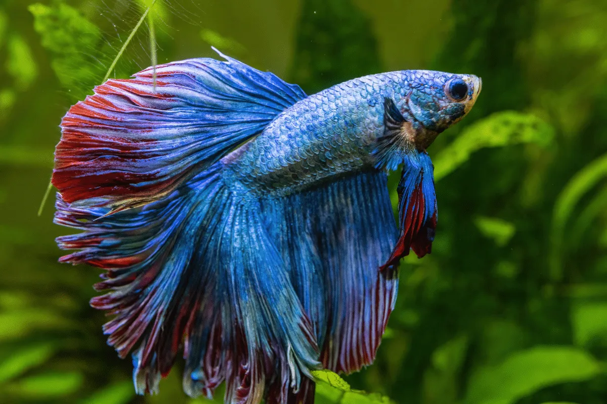 Da escolha do aquário à alimentação: 7 dicas para cuidar de peixe betta