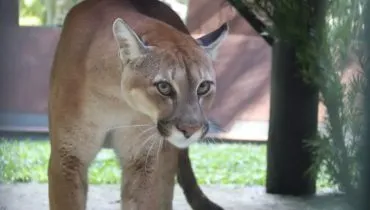 Três pumas resgatados no Paraná foram transferidos para o Parque Zoobotânico de Brusque, em Santa Catarina.