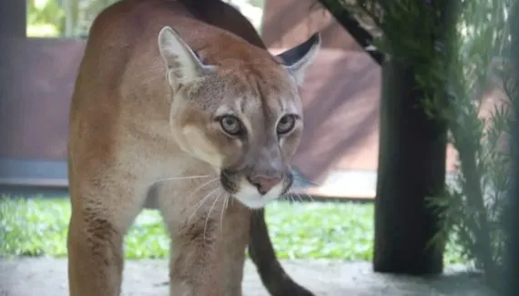 Pumas órfãos resgatados no Paraná ganham novo lar em Santa Catarina