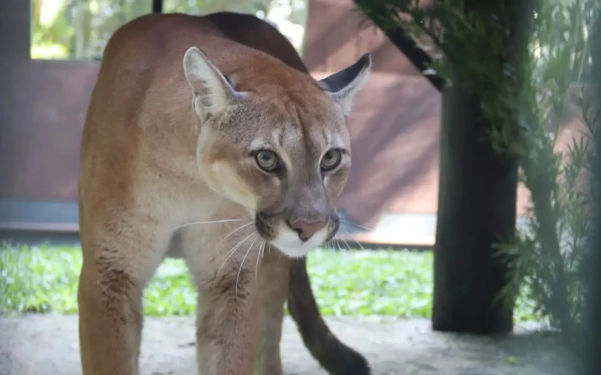 Pumas órfãos resgatados no Paraná ganham novo lar em Santa Catarina