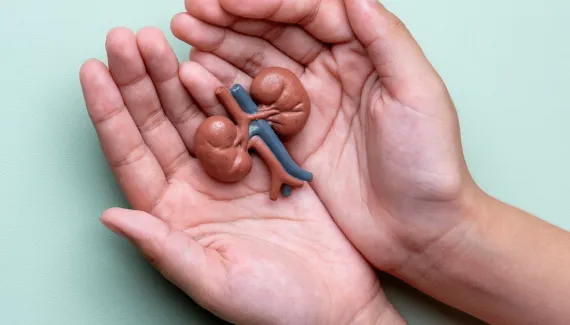 Doença renal atinge cerca de 1 em cada 10 brasileiros: veja mitos e verdades sobre o transplante de rim