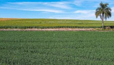 Imagem mostra campo com plantação verdejante e saudável
