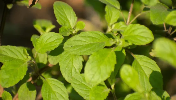 Tulsi: conheça 5 benefícios do “manjericão-sagrado” para a saúde