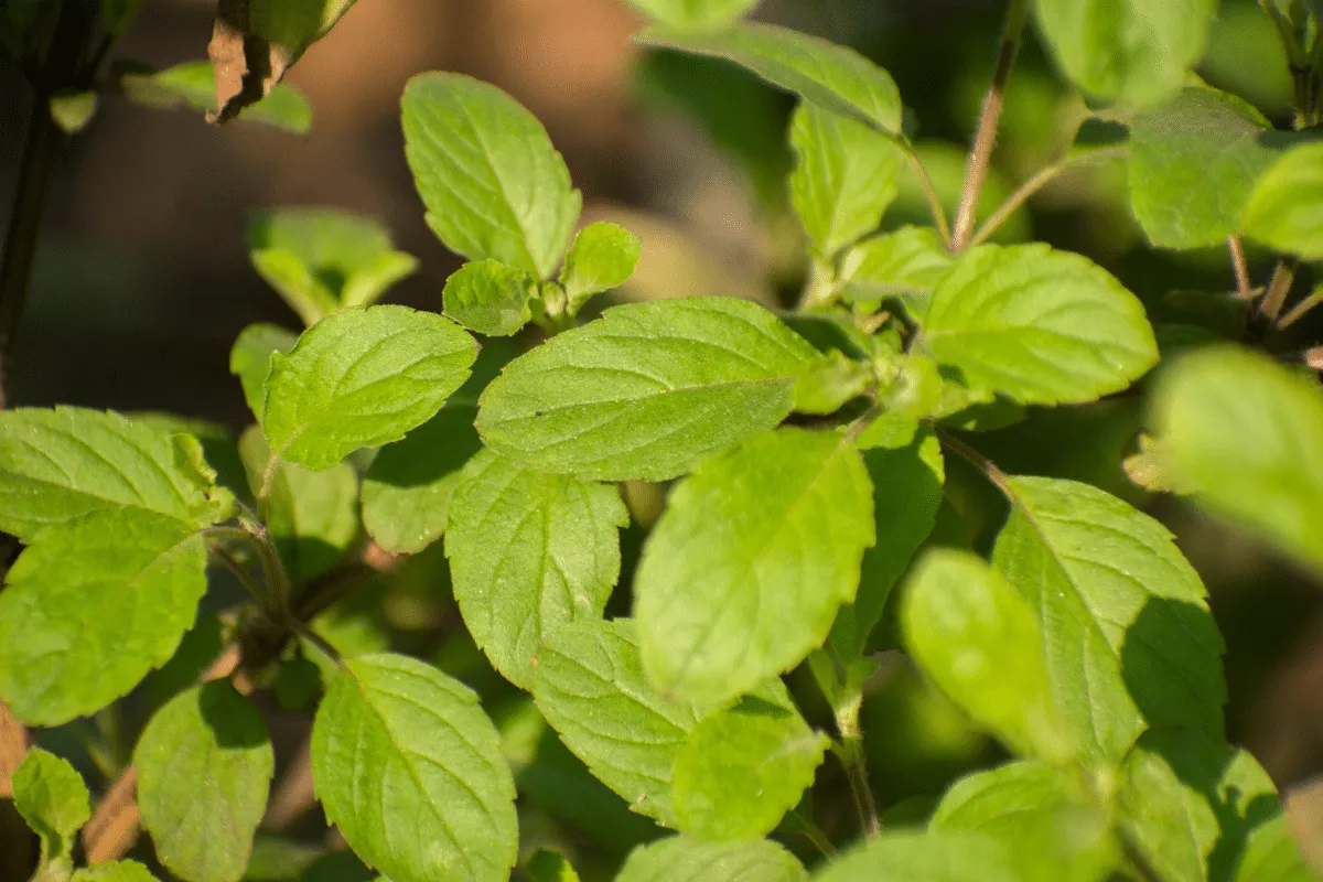 Tulsi: conheça 5 benefícios do “manjericão-sagrado” para a saúde