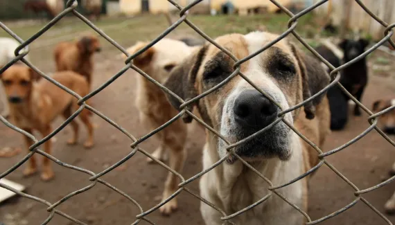 ONG de animais do Paraná é investigada por desviar R$ 1,6 milhão de doações