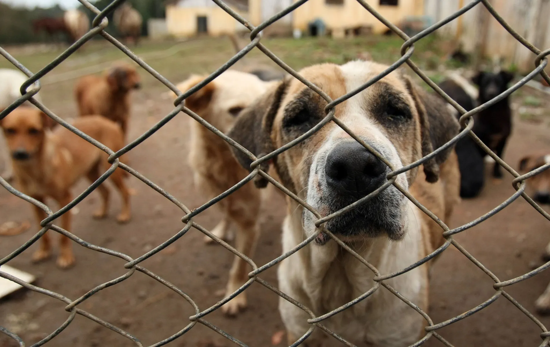 ONG de animais do Paraná é investigada por desviar R$ 1,6 milhão de doações