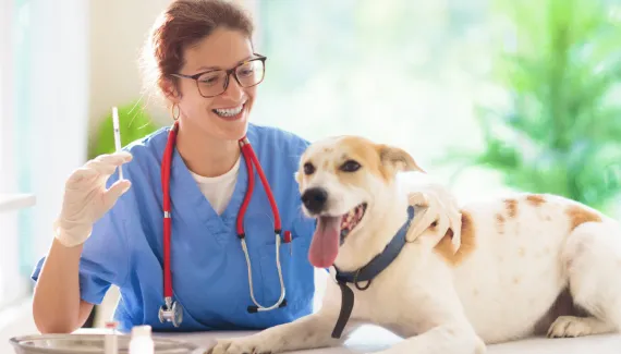 Raiva é uma doença grave: veja como identificar sinais nos animais e prevenir