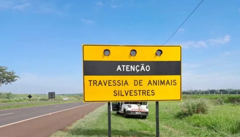 Animal na pista pode virar tragédia: Paraná registra 37 acidentes e duas mortes em 2026
