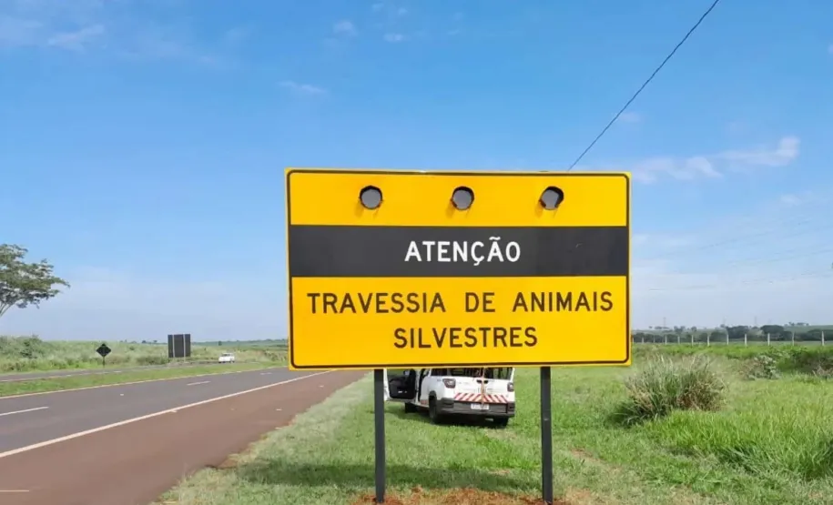 Animal na pista pode virar tragédia: Paraná registra 37 acidentes e duas mortes em 2026