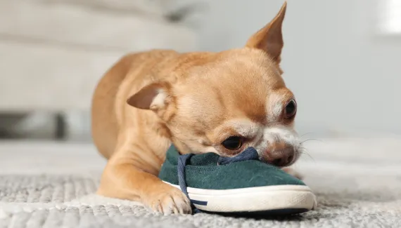 Por que o cachorro rói móveis e objetos? Veja 7 dicas para lidar com o comportamento