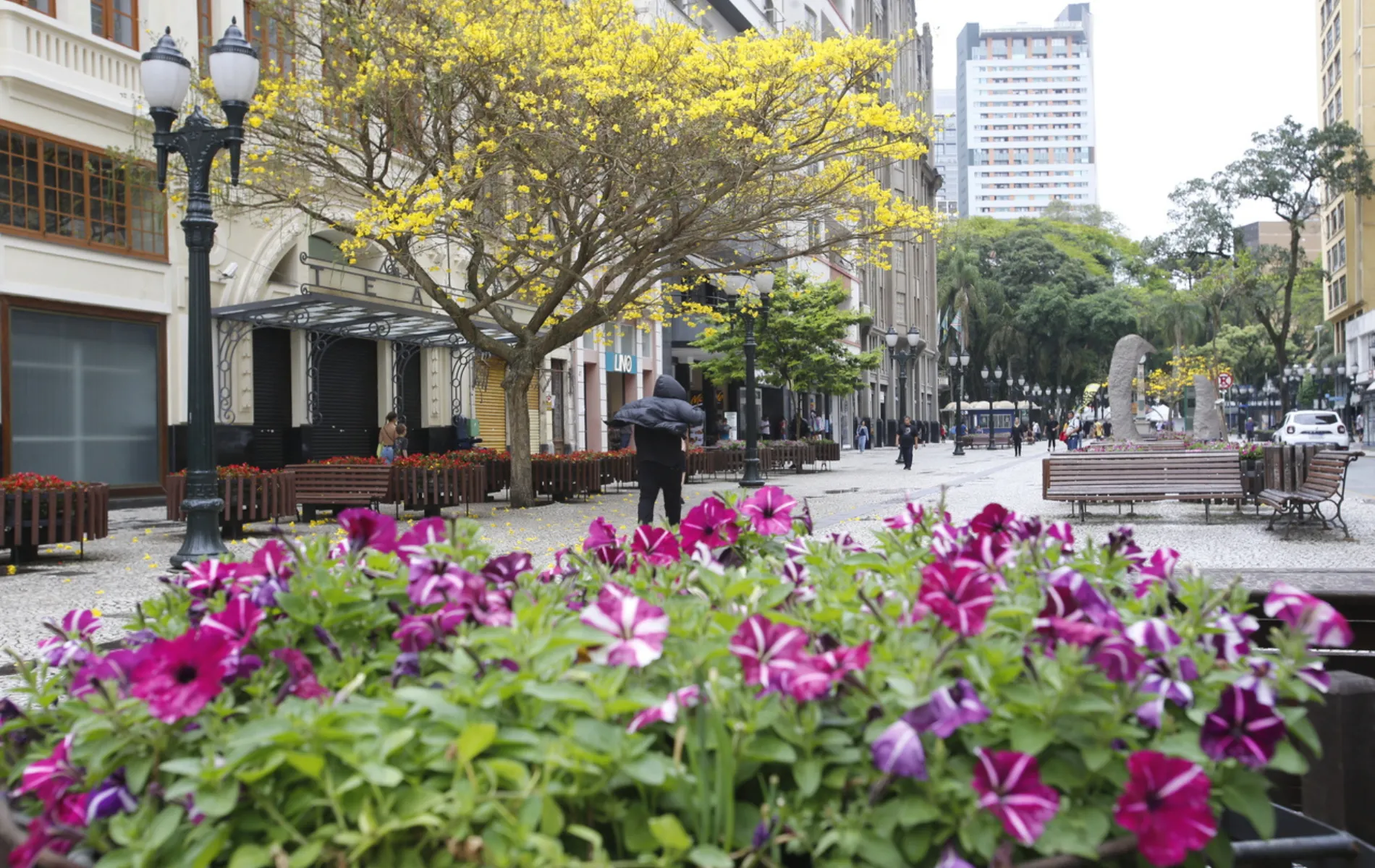 Quando começa a primavera? Veja previsão para a nova estação no Paraná