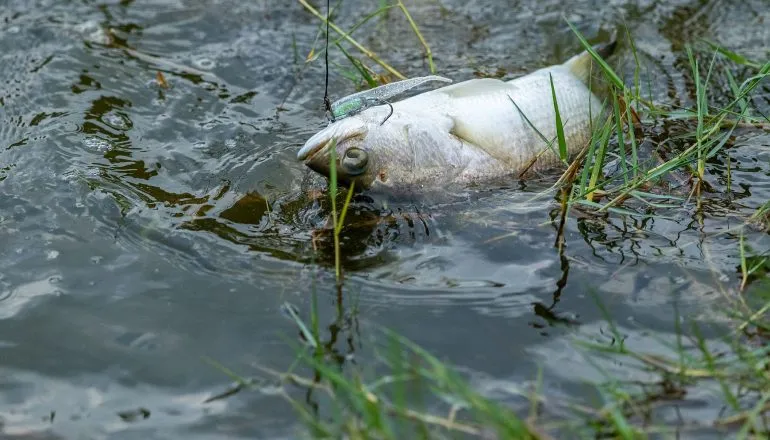 Estudo usa saúde de peixes para mapear poluição em rios do Paraná