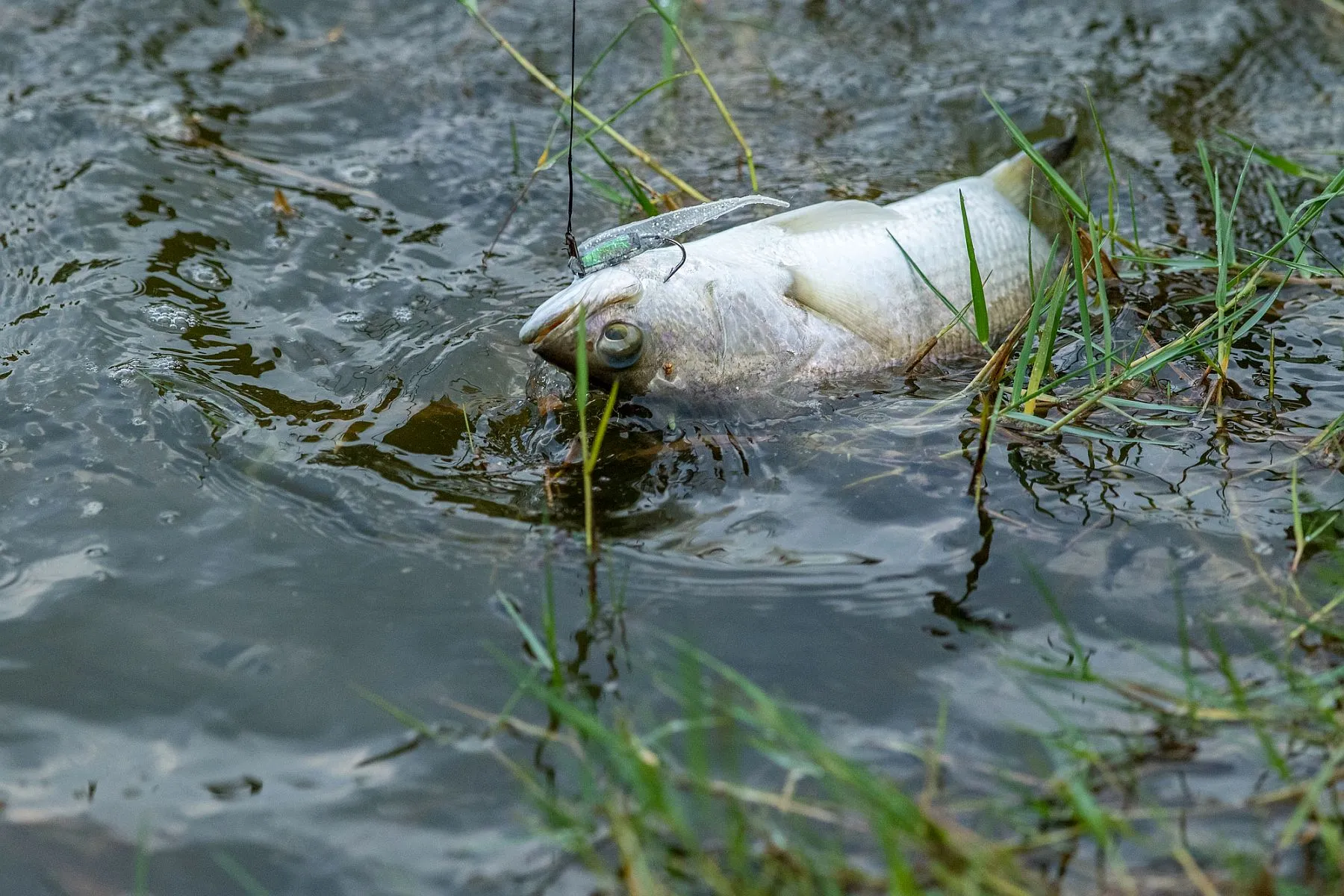 Estudo usa saúde de peixes para mapear poluição em rios do Paraná