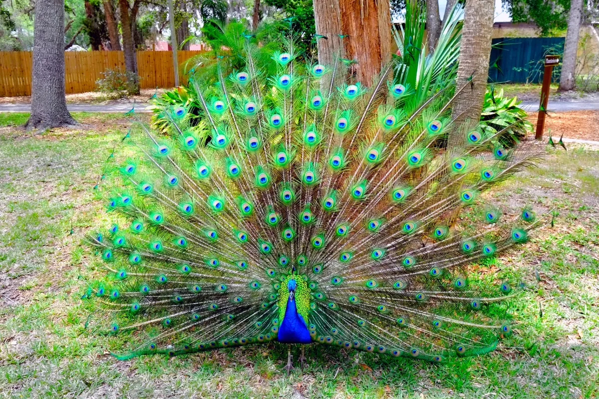 Você sabia que o pavão consegue voar? Veja curiosidades sobre a ave