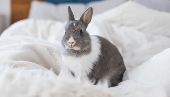 Nem só de cenoura vive um coelho: 7 erros que parecem inofensivos, mas podem fazer mal ao animal 