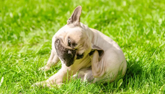 Alergias em cães e gatos podem aumentar na primavera: veja raças mais predispostas