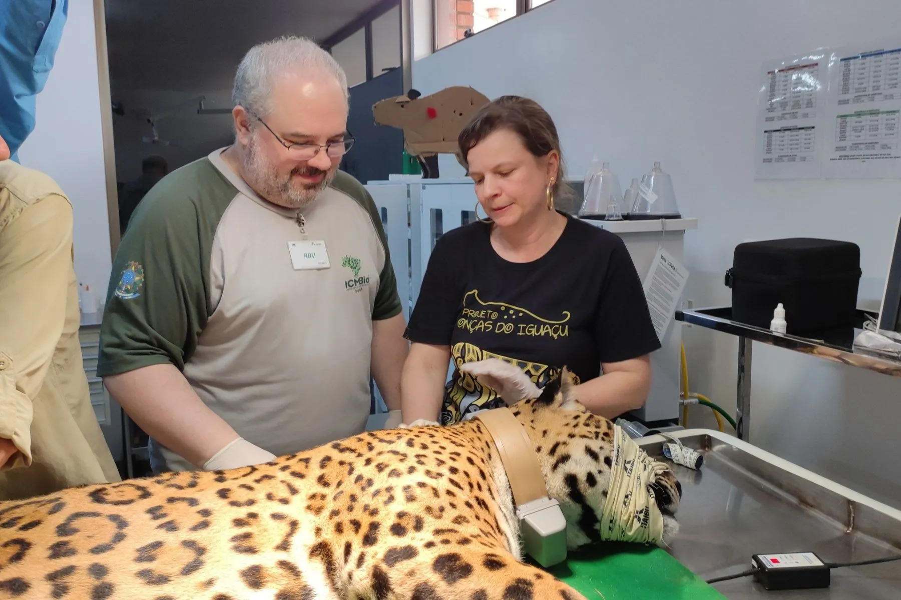Onça-pintada resgatada de quintal no Paraná reaparece; assista