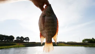 #PraCegoVer #DescriçãoDaImagemFotografia em primeiro plano fechado de um peixe recém-pescado suspenso no ar contra a luz natural, em um ambiente de aquicultura ou pesqueiro. Em primeiro plano, no centro, sobressai um peixe da espécie tilápia segurado verticalmente pela boca por uma mão humana posicionada na parte superior esquerda do enquadramento. As escamas do peixe apresentam tons prateados e esverdeados, enquanto as barbatanas e a cauda exibem bordas alaranjadas e avermelhadas translúcidas, iluminadas pela contraluz do sol. No plano intermediário, observa-se a superfície de um lago ou tanque de piscicultura de águas calmas que reflete o brilho do sol. Ao fundo, a margem do lago exibe taludes de terra, vegetação rasteira verde e árvores espaçadas sob céu claro e ensolarado.