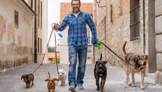 O que é preciso para ser passeador de cães? Veja como trabalhar como dog walker com segurança e profissionalismo 