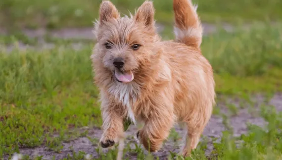 Pequeno e destemido: o norwich terrier é uma raça de cachorro que se destaca pela alegria e coragem