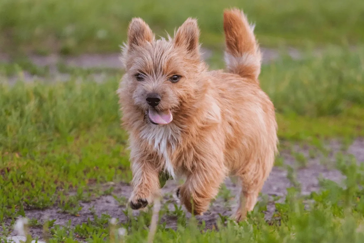 Pequeno e destemido: o norwich terrier é uma raça de cachorro que se destaca pela alegria e coragem