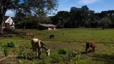 Imagem mostra uma fazenda com cavalos pastando e uma casa de campo ao fundo ao lado de um grande gramado.