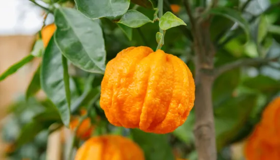 Laranja-amarga faz bem para quê? Conheça 6 possíveis benefícios e como usar
