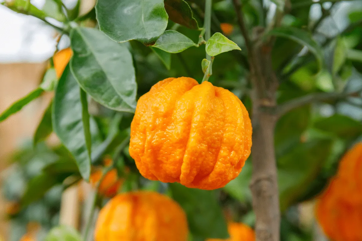 Laranja-amarga faz bem para quê? Conheça 6 possíveis benefícios e como usar
