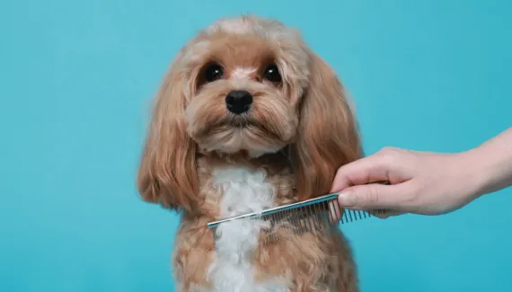 Como tirar nós do pelo do cachorro: veja cuidados para desembaraçar sem causar desconforto ou precisar cortar a pelagem 