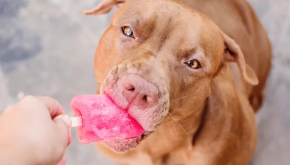 Sorvete para pets: confira como preparar opções seguras para refrescar o seu animal