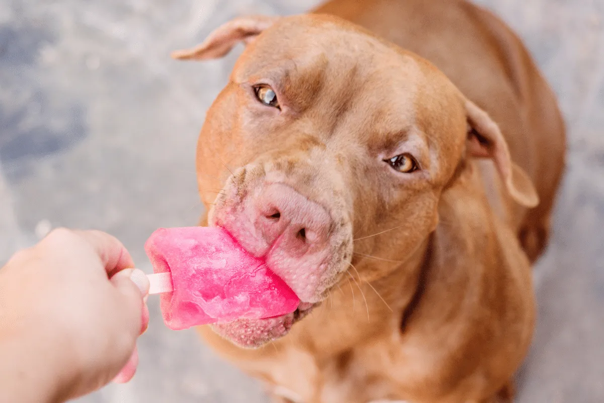 Sorvete para pets: confira como preparar opções seguras para refrescar o seu animal