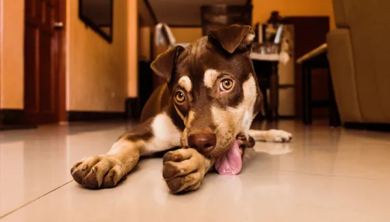 Seu cão não para de lamber as patas? Conheça 5 causas além da “mania”