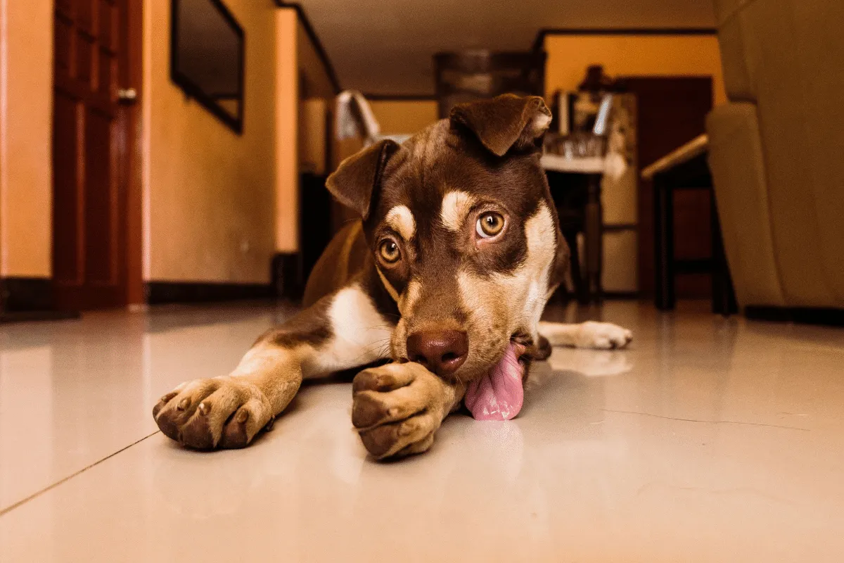 Seu cão não para de lamber as patas? Conheça 5 causas além da “mania”