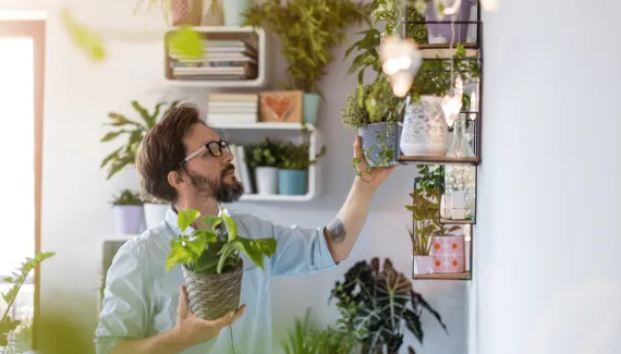Quer renovar as energias da casa? Conheça 7 plantas associadas à proteção e à prosperidade