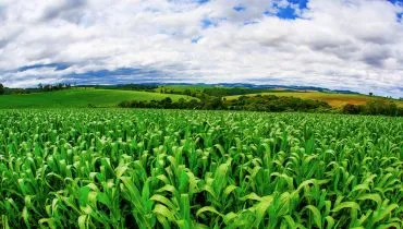 Imagem mostra uma plantação de milho com céu azul entre nuvens, em um contraste com o verde da plantação.