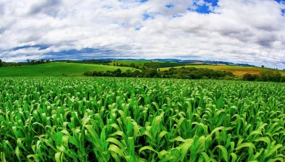 Cooperativas do Paraná entram em mercado bilionário com a fabricação de bioinsumos