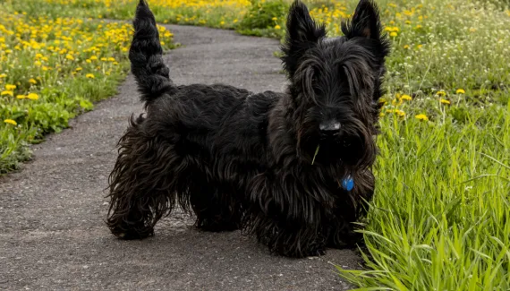 Cachorros rebaixados: 6 raças que se destacam pelas pernas curtas