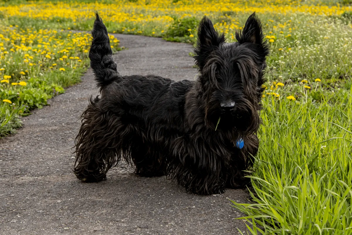 Cachorros rebaixados: 6 raças que se destacam pelas pernas curtas