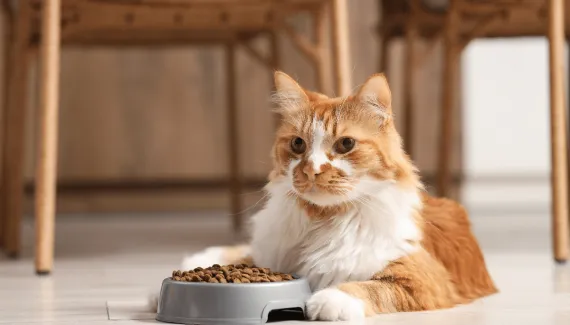 Diabetes em gatos: entenda os sinais de alerta e o papel da nutrição no tratamento