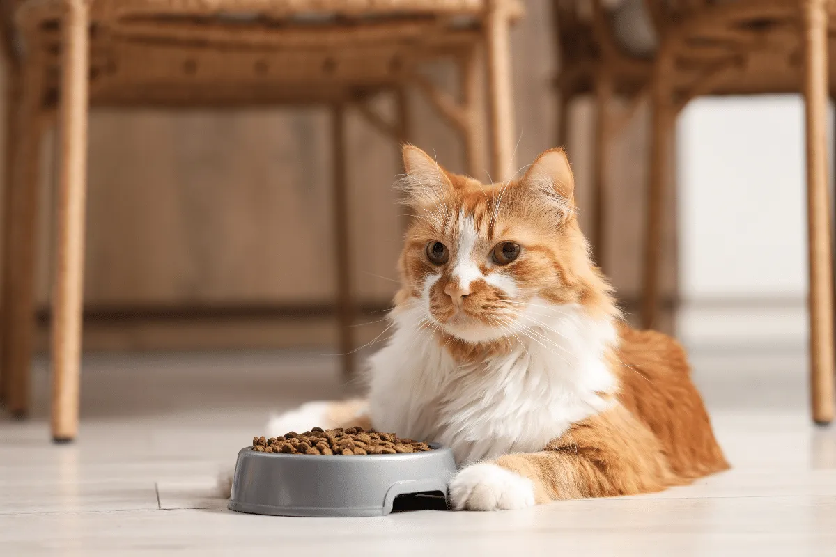 Diabetes em gatos: entenda os sinais de alerta e o papel da nutrição no tratamento