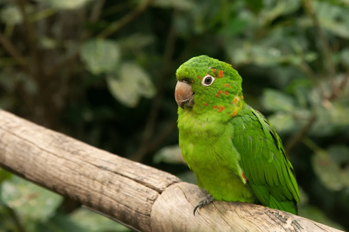 Maritacas: confira curiosidades sobre essas aves barulhentas, inteligentes e sociáveis