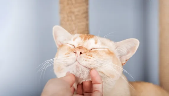 O que causa a acne felina? Saiba como tratar os pontinhos pretos no queixo e nos lábios do gato