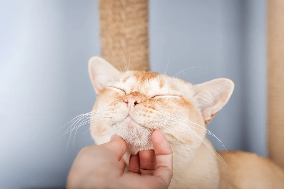 O que causa a acne felina? Saiba como tratar os pontinhos pretos no queixo e nos lábios do gato