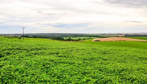 Cooperativas investem R$ 1,25 bilhão em processamento de soja no Brasil