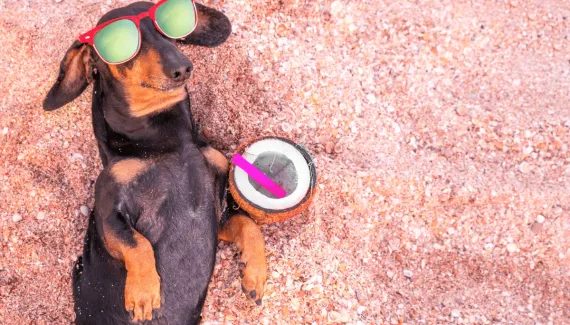 Água de coco, chá de camomila e mais: 5 bebidas seguras para oferecer aos pets nos dias quentes