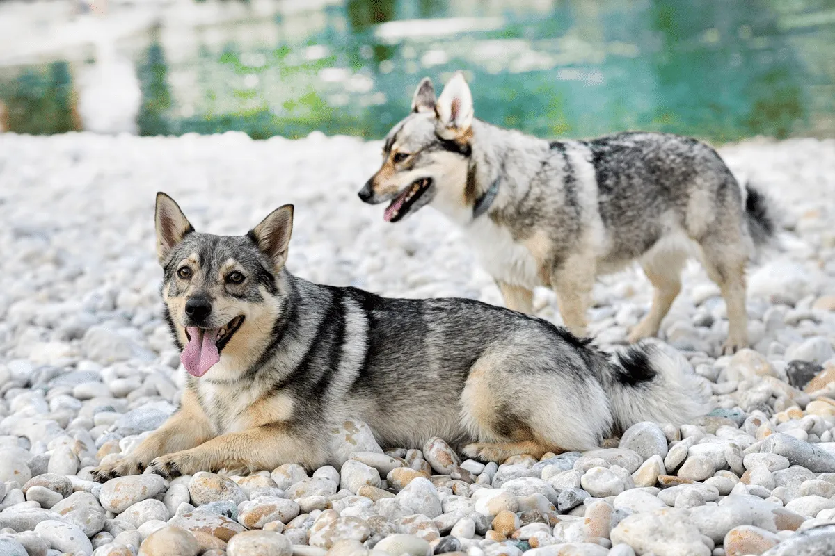 Spitz dos visigodos: conheça essa raça de cachorro viking de lendas antigas